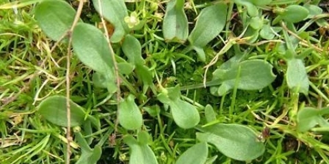 Vrapčija kiselica: fotografija, karakteristike